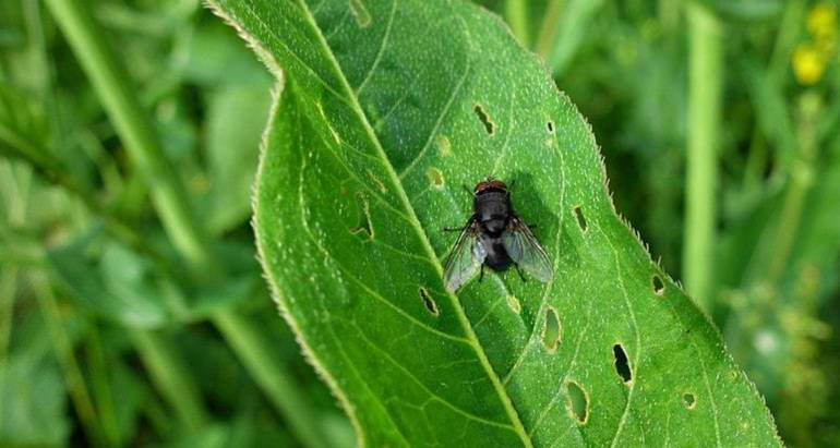 Disinfestazione Insetti